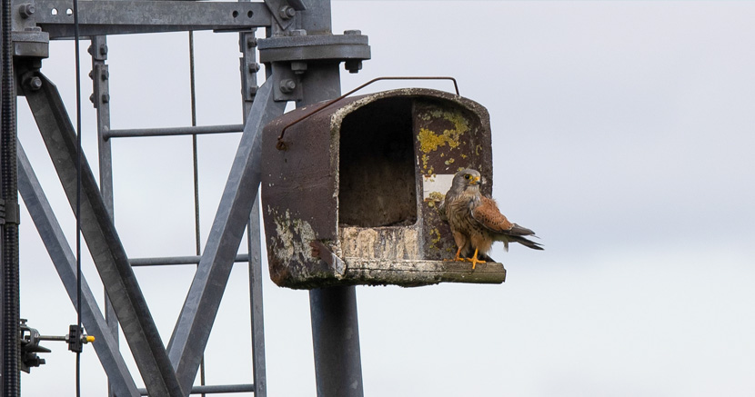 Cornerstone and its Partners protect Nesting Kestrels in Scotland