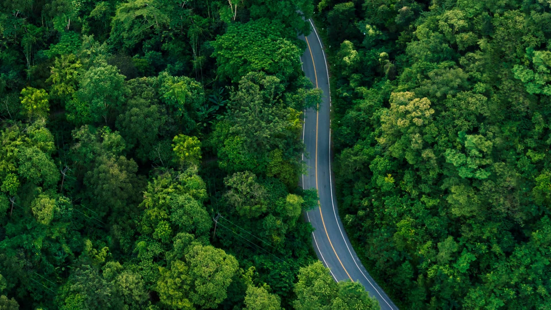 road snaking through forest area