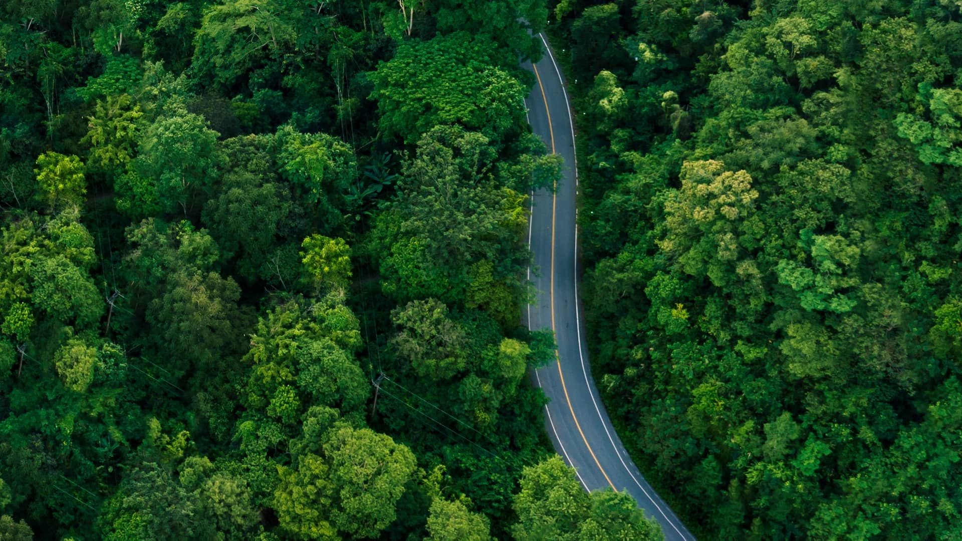 road snaking through forest area
